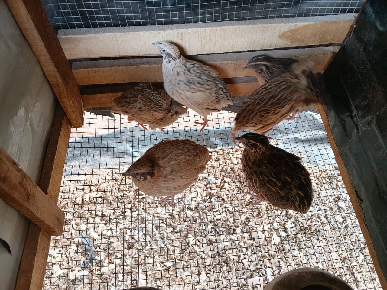 Groupe de cailles en élevage