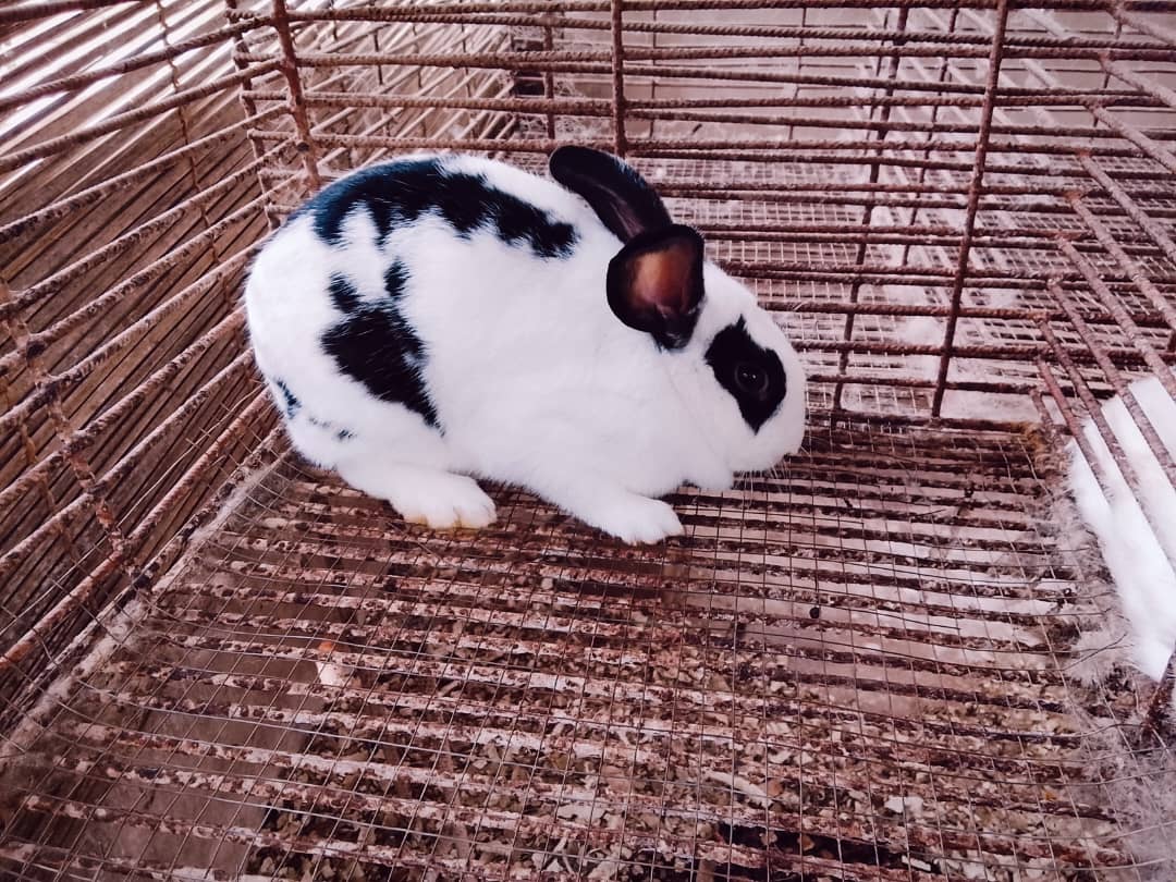 Bébés lapins