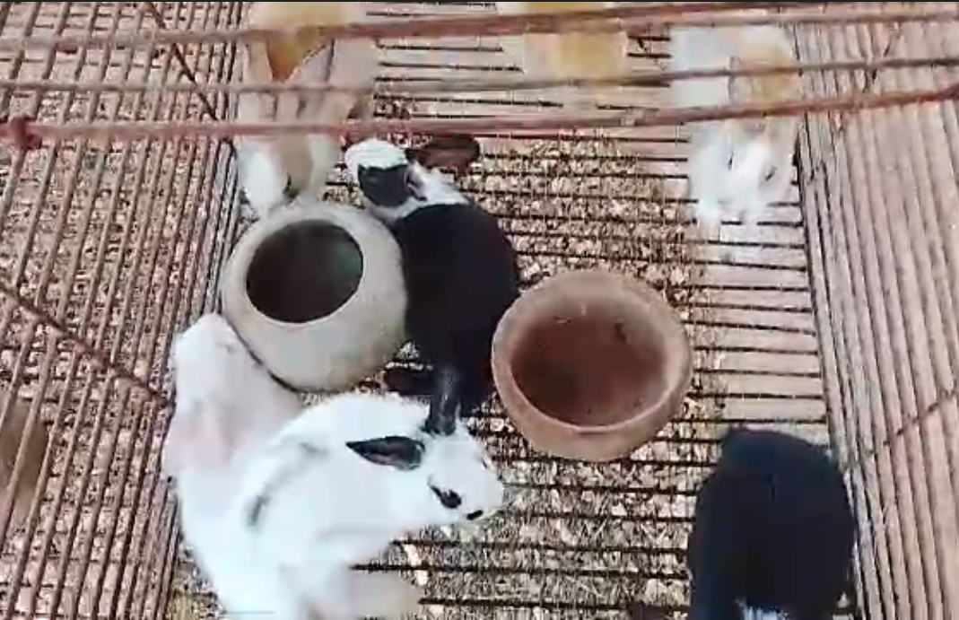 Lapin vivant - Élevage cunicole