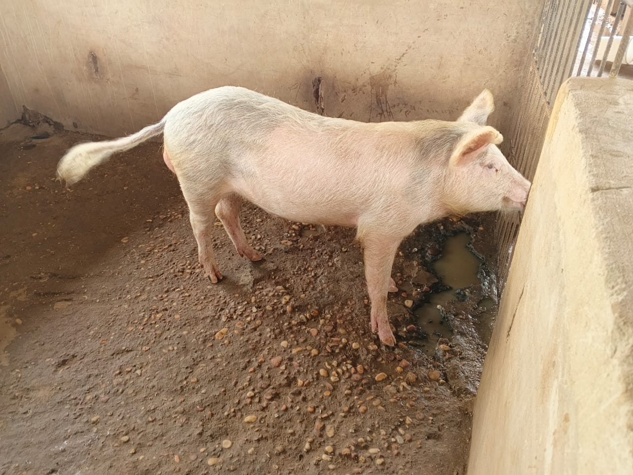 L’Élevage Porcin : Une Opportunité Agricole Pleine d’Avenir